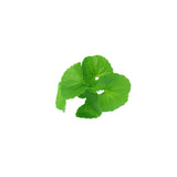 Gotu Kola Oil