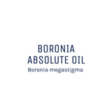 Boronia Absolute Oil