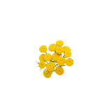 Blue Tansy Essential Oil