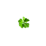 Cilantro Essential Oil
