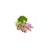 Clary Sage Essential Oil