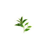 Green Tea Seed (Carrier) Oil