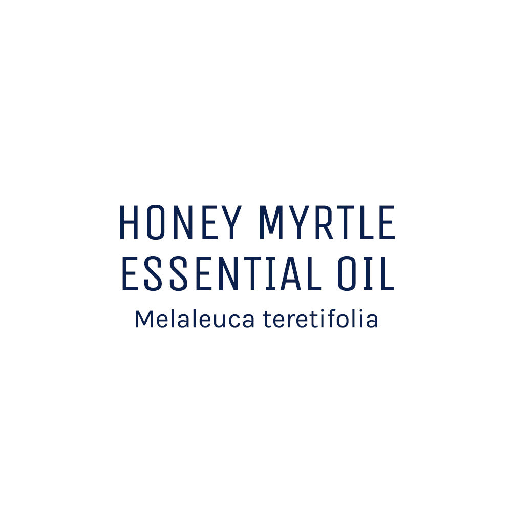 Honey Myrtle (Melaleuca teretifolia)