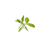 Neroli Essential Oil