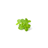 Oregano Essential Oil