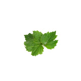 Patchouli Essential Oil