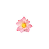 Lotus (Pink) Absolute Oil