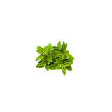 Marjoram (Sweet) Essential Oil
