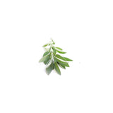 White Sage Essential Oil