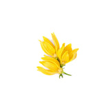 Ylang Ylang Essential Oil