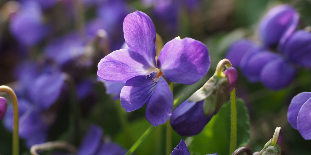 Violet Leaf Absolute Oil