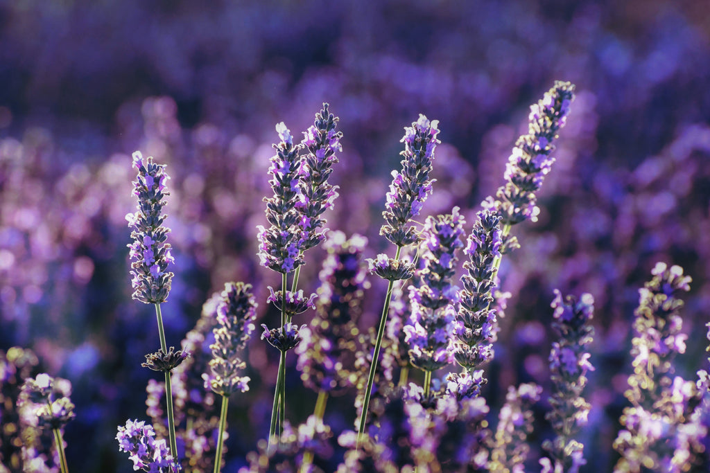 Spike lavender vs. True lavender