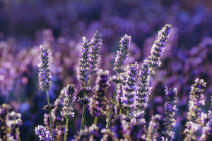 Spike lavender vs. True lavender