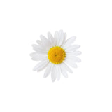 Chamomile (Roman) Essential Oil 50ml + Free Dropper