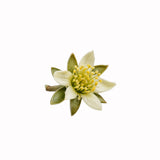 Jojoba Carrier Oil