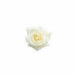 White Rose Essential Oil 50mL + Free Dropper