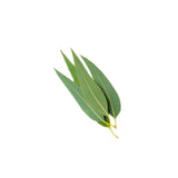 Eucalyptus Essential Oil 50ml + Free Dropper