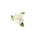 Gardenia Absolute Oil 50ml + Free Dropper