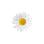 Chamomile (German Blue) Essential Oil 50ml + Free Dropper