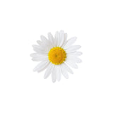 Chamomile (German Blue) Essential Oil 50ml + Free Dropper