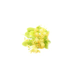 Linden Blossom Absolute Oil 50ml + Free Dropper