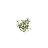 Rosemary Essential Oil 50ml + Free Dropper