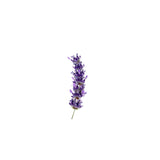 Lavender (Spike) Essential Oil 50ml + Free Dropper