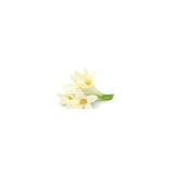 Tuberose Absolute Oil 50ml + Free Dropper