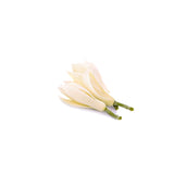 Magnolia  (White Champaca) Essential Oil 50ml + Free Dropper