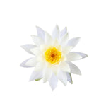 Lotus (White) Absolute Oil 50ml + Free Dropper