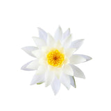 Lotus (White) Absolute Oil 50ml + Free Dropper